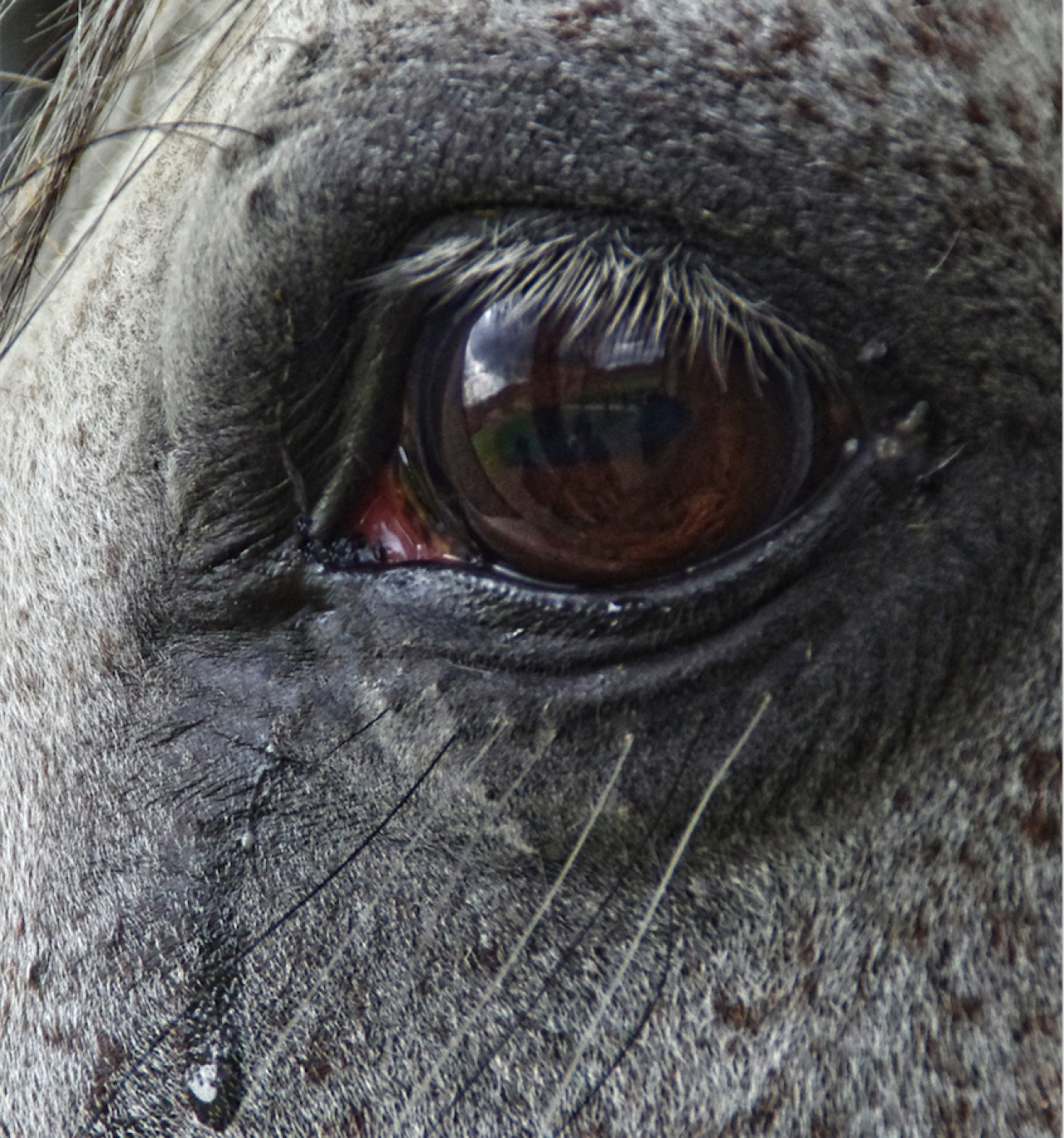 Augensalbe beim Pferd richtig auftragen - gesundheit -  ausbildung-und-praxis - Reiterrevue International